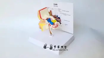 1：1 ausies modelis Ausies anatomija modelis Ausies struktūros modelis