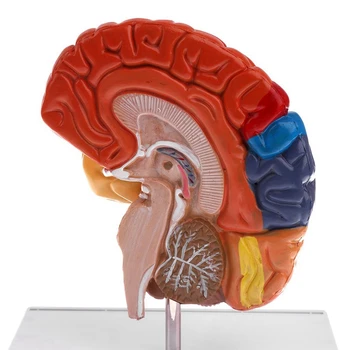 Smegenų Anatomijos Modelis Anatomija 1:1 Pusė Smegenų Kamieno Medicinos Mokymo Laboratorijos Reikmenys