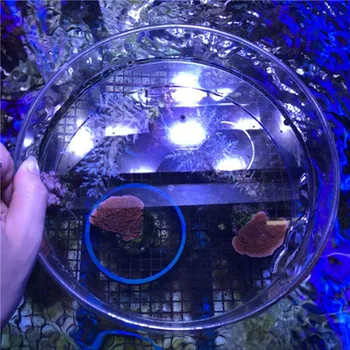 Akvariumas jūros rifas bakas BIS LPS Akvariumas matymo veidrodis vandens didinamąjį stiklą vandens paviršiaus stebėjimo fotografija