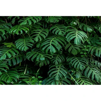Yeele Žalios Palmių lapai Klavišą Scena Asmeninį Fotografijos Backdrops Fotografija Tapetai, Žolės Lapai fotostudija
