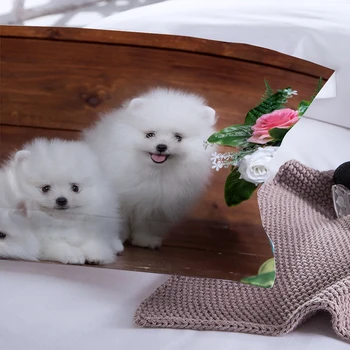 3D Šuo Gyvūnų Patalynės Komplektas Mielas Samoyed Antklode Padengti Twin Visą Karalienė King Size patalynė, Namų Tekstilė